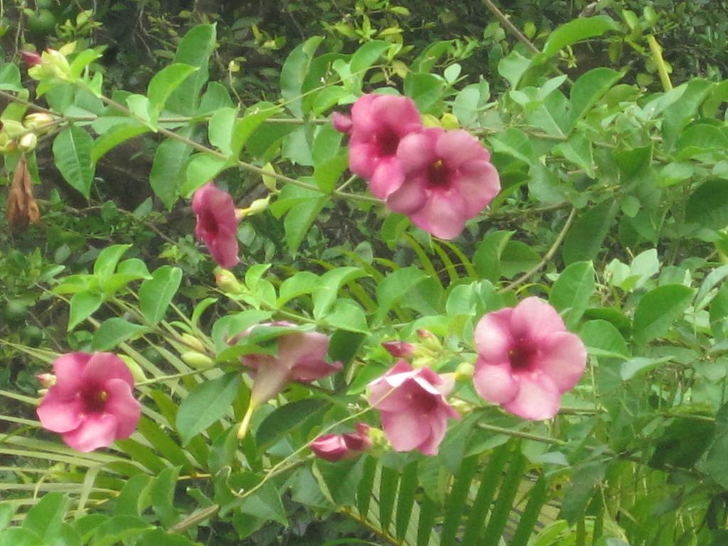 Ranith Villa Tangalle Rom bilde